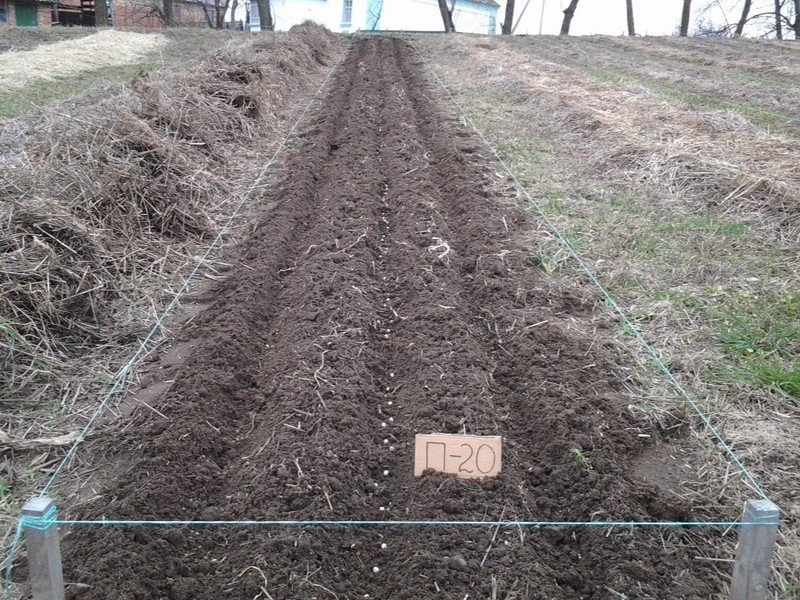 Подготовка почвы для посадки чеснока