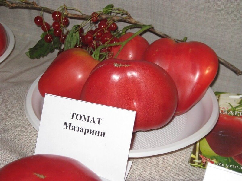 Урожай помидоров Мазарини