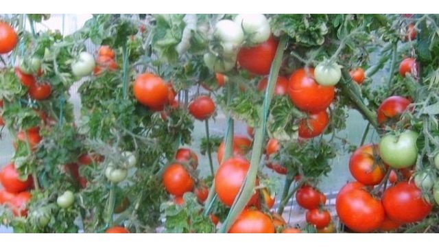 Особенности колоновидного американского сорта томатов «Палка»