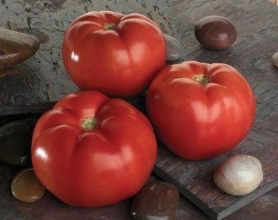 Ранние сорта томатов