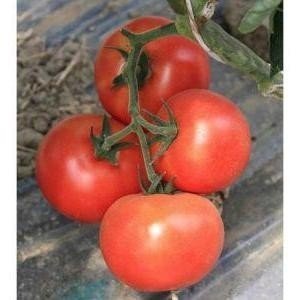 Сорт помидор махитос