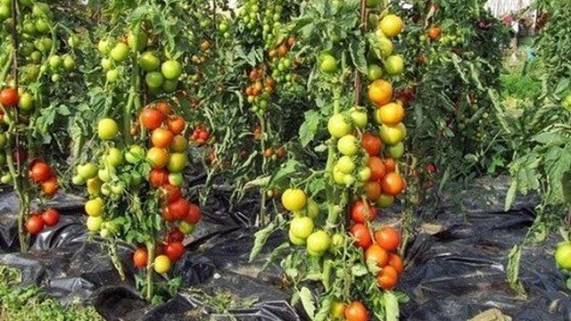 Выращивание и уход за многолетними помидорами на подоконнике и в огороде