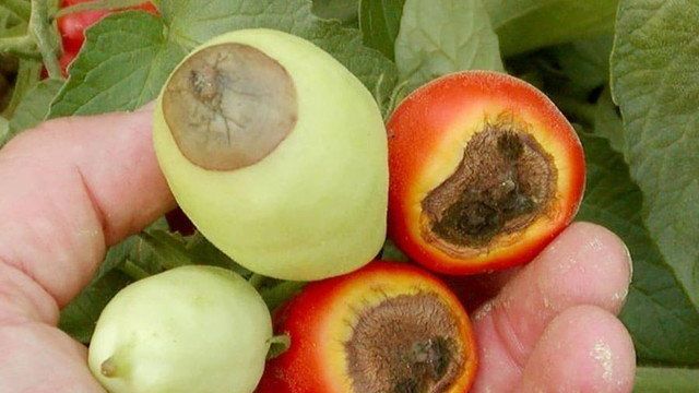 Вершинная гниль у томатов: как спасти помидоры, причины появления, способы борьбы