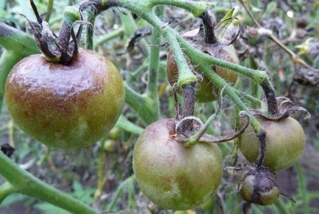 Фитофтора плодов томатов