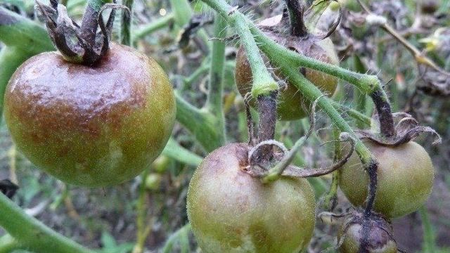 Темные пятна на томатах: причины появления и способы устранения