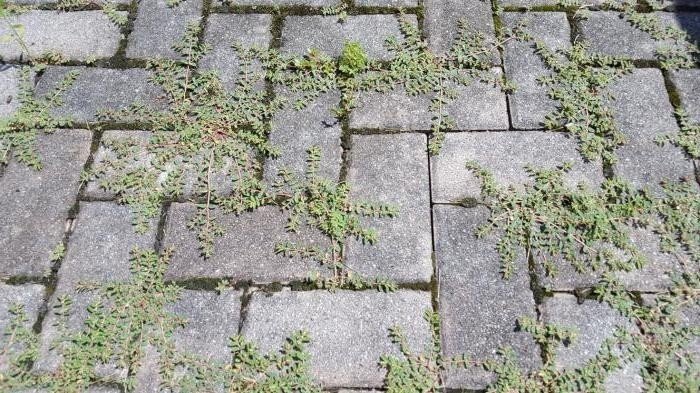 Чем вывести траву между тротуарными плитками
