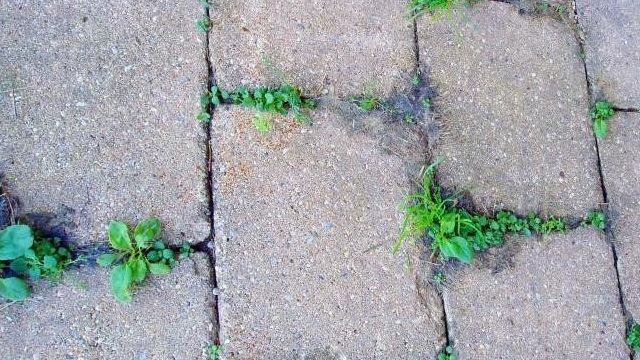 Как избавиться от травы между тротуарной плиткой? Средства от сорняков