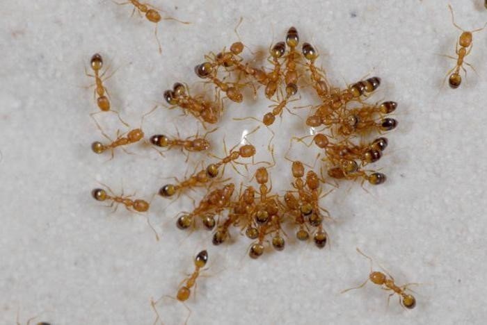 Маленькие муравьи в квартире
