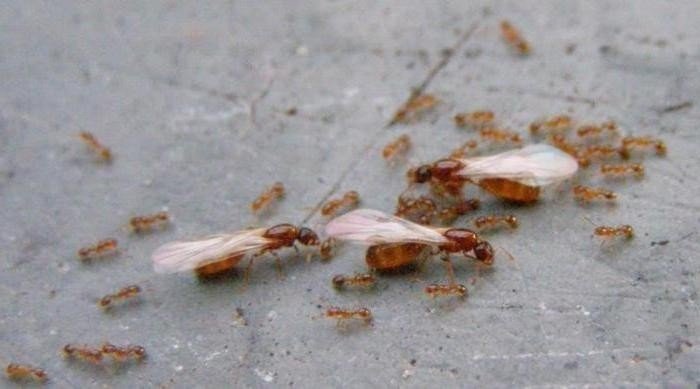 Термиты самка муравей