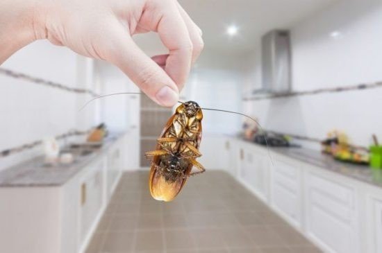 Длинные тараканы на кухне
