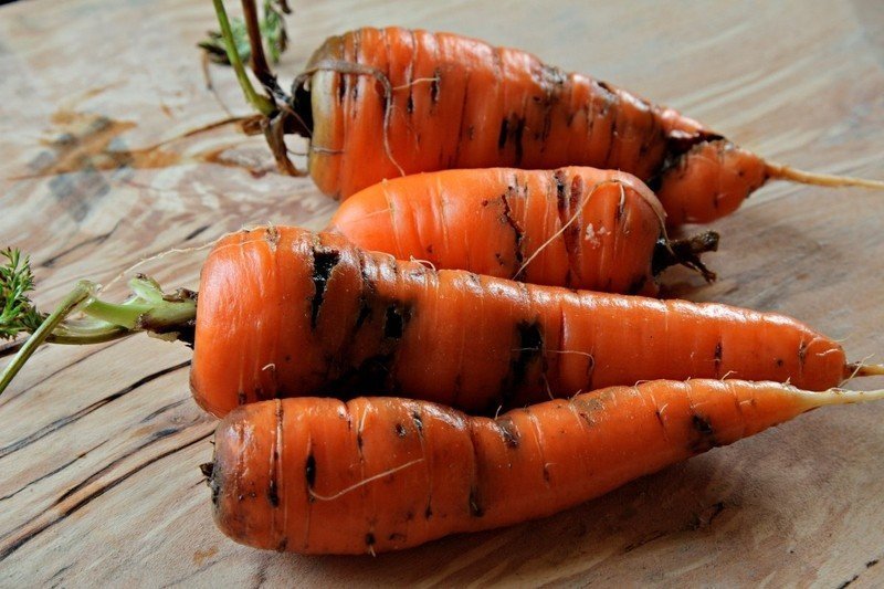 Морковь растение