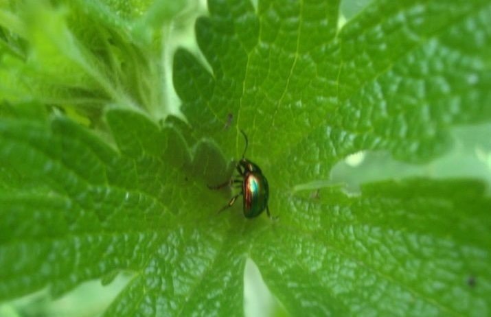 Азиатский жук листоед