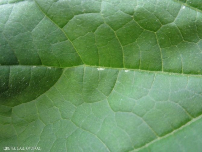 Текстура листьев