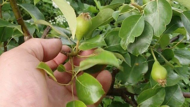 Удобрение для груши весной для быстрого роста