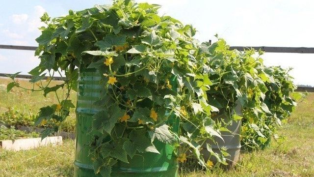Огурцы в бочке: выращивание, подготовка емкости и особенности посадки семян