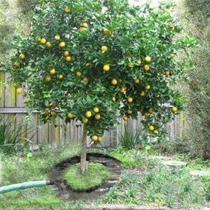 Апельсин дерево турция
