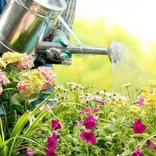 Садовник поливает цветы