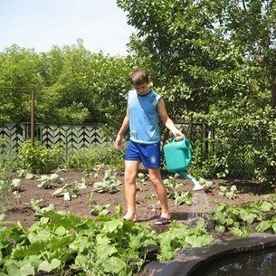 Садовник поливает капусту