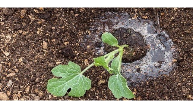 Секреты выращивания арбузов и дынь в теплицах и парниках