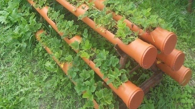 Клубника в трубах: полная инструкция по выращиванию