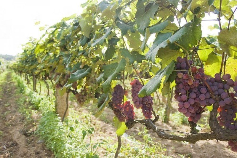 Посадка винограда весной
