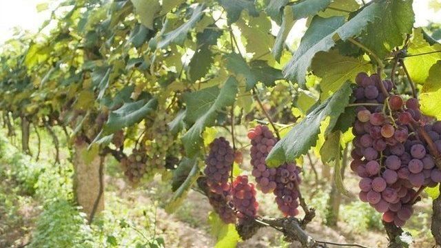 Как посадить виноград весной саженцами и черенками