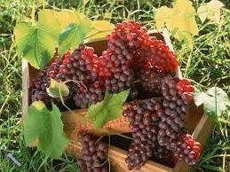 Чхавери виноград