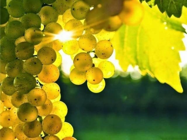 Голден мускат золотистый виноград