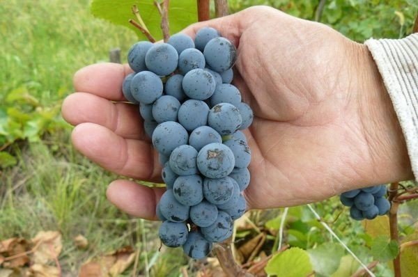 Сорт винограда неретинский