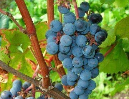 Юодупе сорт винограда