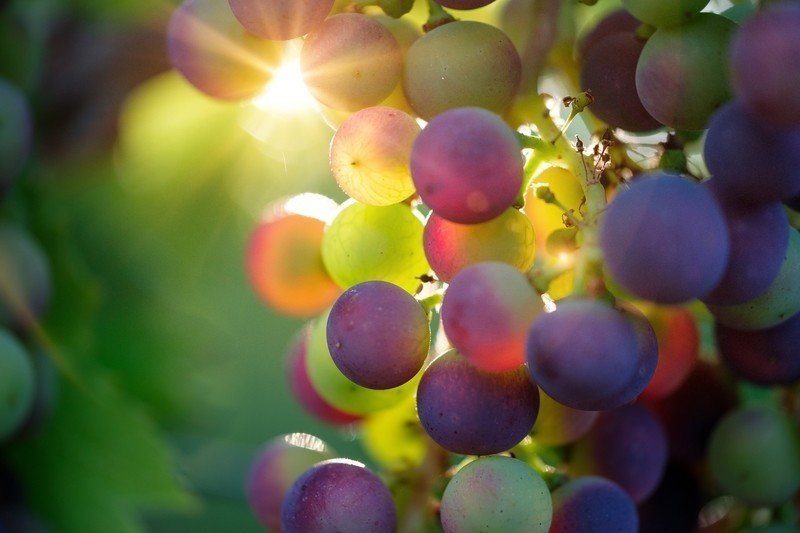 Преображение виноград