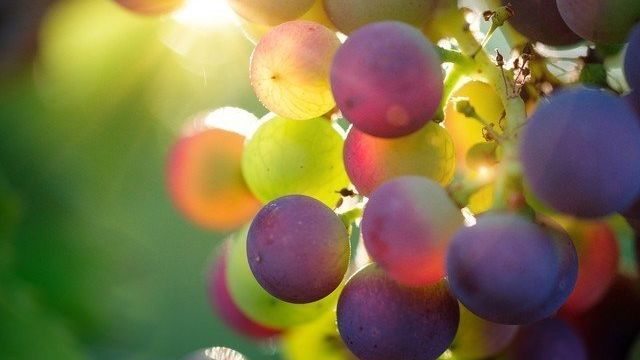 Советы по выращиванию винограда