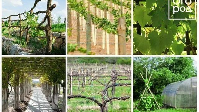 Уход за виноградом с весны до осени