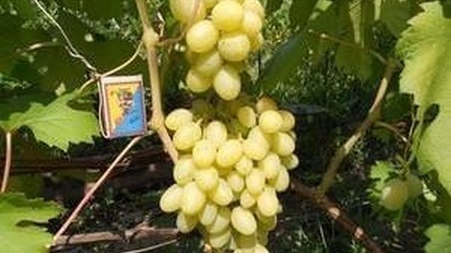 Уникальность нового сорта винограда ландыш