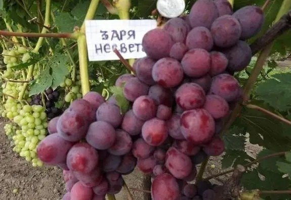 Сорт винограда заря несветая