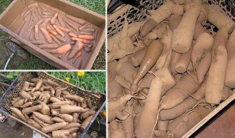 Хранение моркови в опилках
