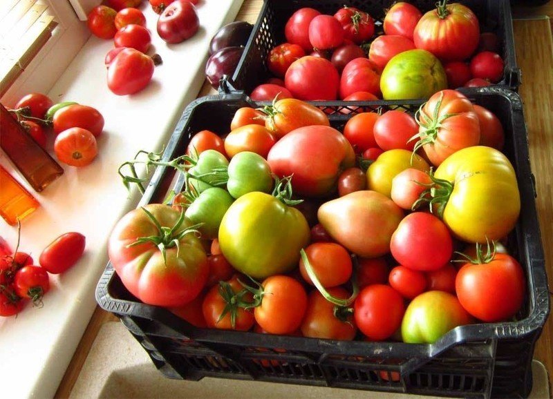 Дозревание томатов зеленых