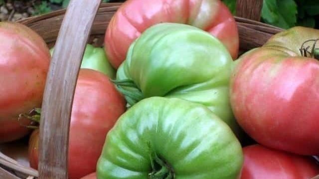 Как правильно дозревать помидорам дома