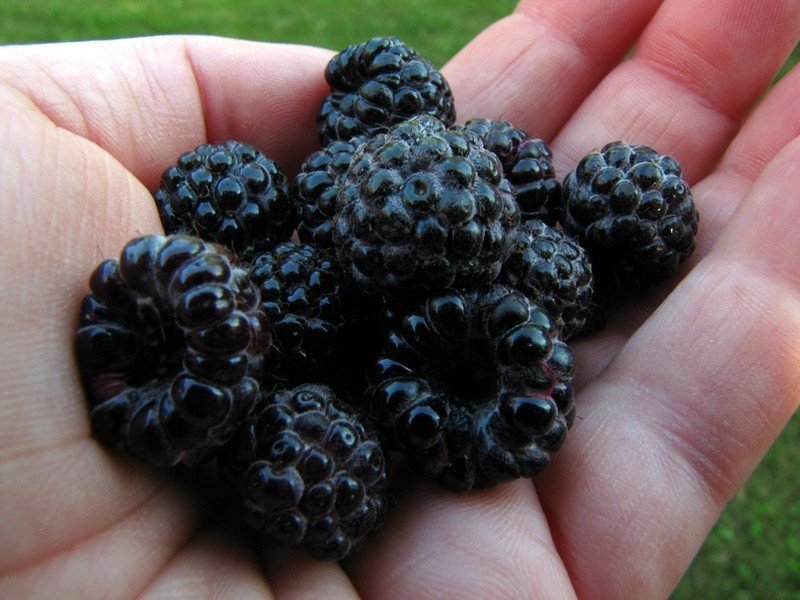 Черная малина сорт black raspberry
