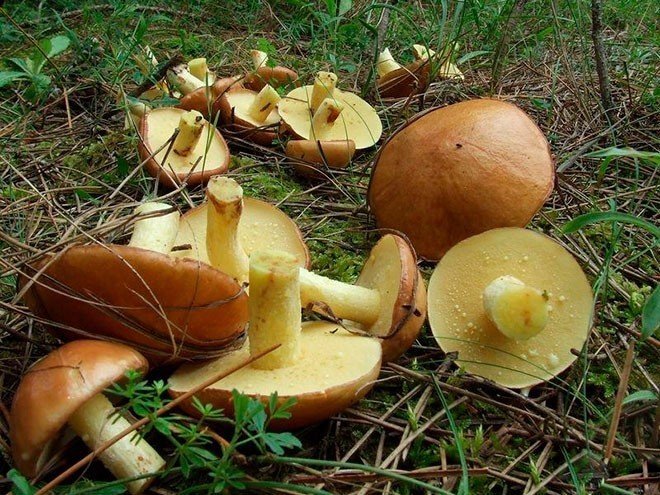 Съедобные грибы маслята