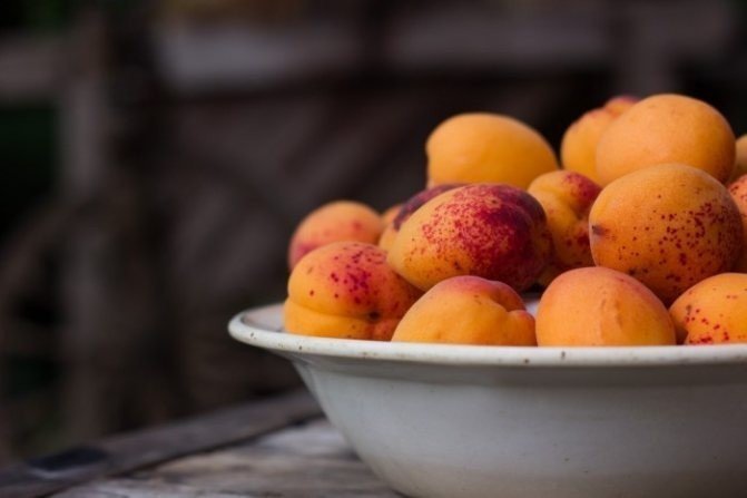 Как правильно сушить абрикосы в духовке?