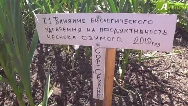 Советы по посадке и выращиванию озимого чеснока в Сибири