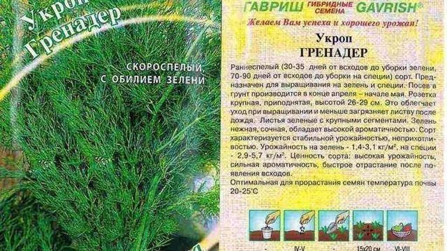 Укроп: выращивание на подоконнике из семян, как сажать, сколько растёт